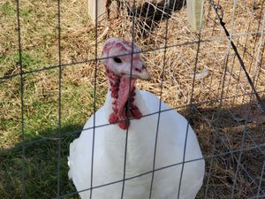 One of the turkeys at Woodstock Farm Sanctuary in High Falls