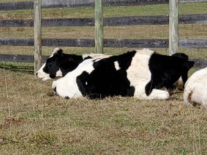 Cows  at Woodstock Farm Sanctuary in High Falls