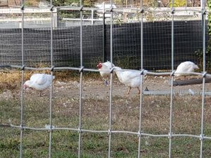 Chickens at Woodstock Farm Sanctuary in High Falls