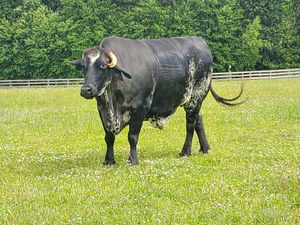 Beautiful happy cows! at Woodstock Farm Sanctuary in High Falls