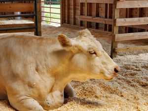 Beautiful happy cows! at Woodstock Farm Sanctuary in High Falls