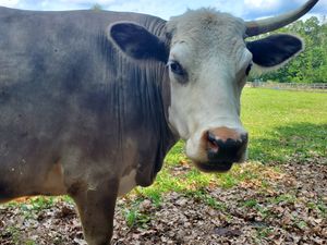Beautiful happy cows! at Woodstock Farm Sanctuary in High Falls