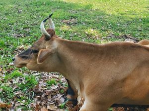 Beautiful happy cows! at Woodstock Farm Sanctuary in High Falls