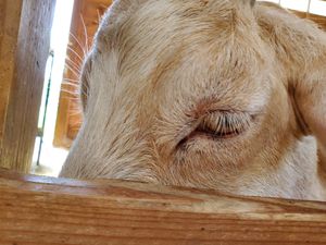 Beautiful eyes at Woodstock Farm Sanctuary in High Falls