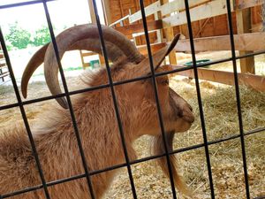 Clover at Woodstock Farm Sanctuary in High Falls
