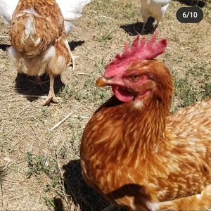 Happy chickens at Woodstock Farm Sanctuary in High Falls