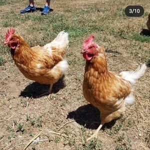 Happy chickens at Woodstock Farm Sanctuary in High Falls