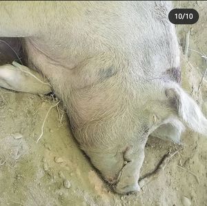 Sleepy piggies at Woodstock Farm Sanctuary in High Falls
