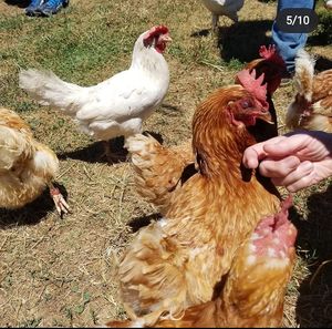 Very friendly chickens at Woodstock Farm Sanctuary in High Falls