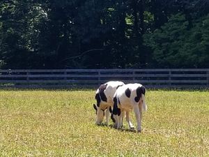 Colin & Woody when they were babies   at Woodstock Farm Sanctuary in High Falls