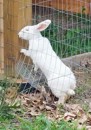 The bunny barn is now open! at Woodstock Farm Sanctuary in High Falls