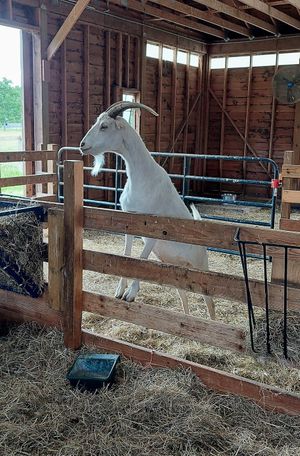 Goat barn at Woodstock Farm Sanctuary in High Falls