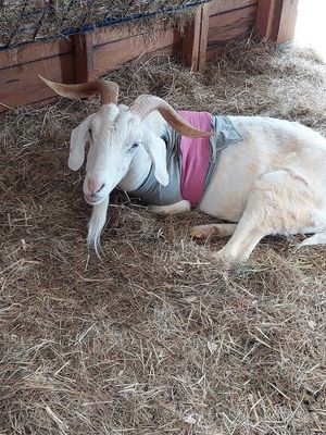 Albie, for whom our room was named at Woodstock Farm Sanctuary in High Falls