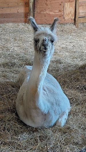 Is your mama a... at Woodstock Farm Sanctuary in High Falls