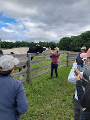 Feeding alfalfa knobs to this very interested cow Colin at Woodstock Farm Sanctuary in High Falls