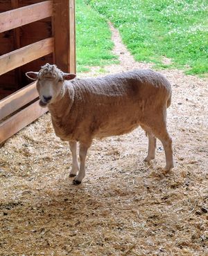 Shy sheep at Woodstock Farm Sanctuary in High Falls