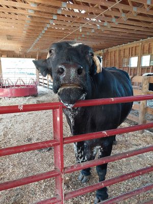 Cow barn, immaculate at Woodstock Farm Sanctuary in High Falls
