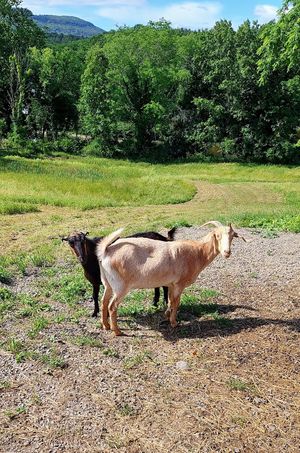 Goat barn near hotel, so friendly and come right out to say hi each time at Woodstock Farm Sanctuary in High Falls