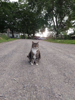 Tour guide :-) at Woodstock Farm Sanctuary in High Falls