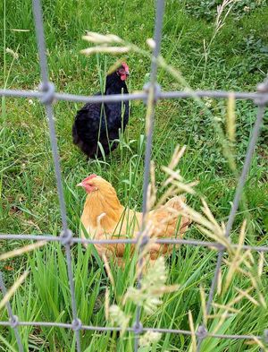 Avian flu concerns kept us out of chicken pens at Woodstock Farm Sanctuary in High Falls