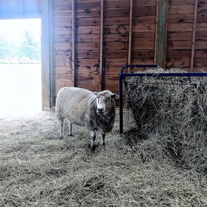 Sheep at Woodstock Farm Sanctuary in High Falls
