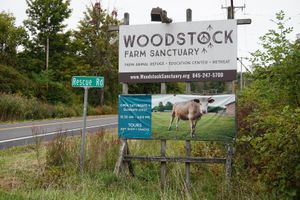 🌱🐄🐖🐐🐓 at Woodstock Farm Sanctuary in High Falls