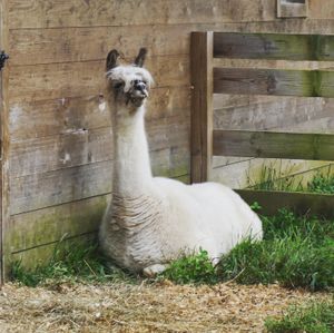 He spits 😂 at Woodstock Farm Sanctuary in High Falls
