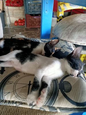  at Café Relax in Crete