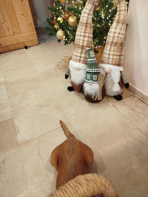 Pet friendly at NAIOH in Salou