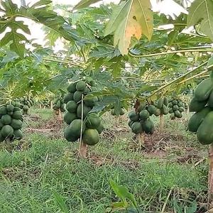  at Quinoa House in Cusco