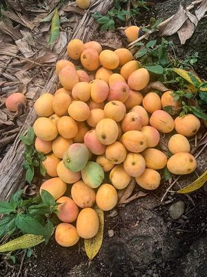  at Quinoa House in Cusco