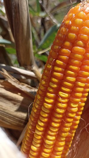  at Quinoa House in Cusco