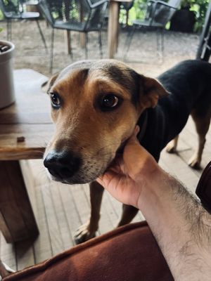 Cappuccino, le perre  at Pájaro Café Bosque in Avandaro