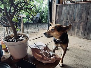 Another moment with Cappuccino, le perre  at Pájaro Café Bosque in Avandaro