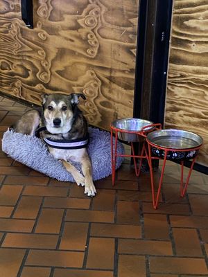 Resident service dog  at Bunzy's & Booze in Colorado Springs