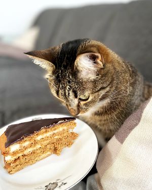 A piece of Bird's milk vegan cake at Vegan Yummies in Yerevan