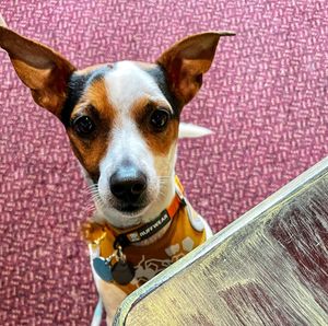 Chief carrot taster   at The Barn Pub & Restaurant in Rugby
