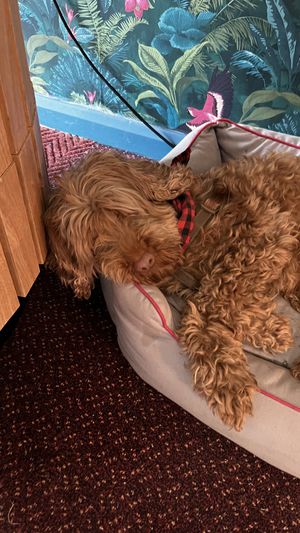 Resident doggo  at The Barn Pub & Restaurant in Rugby