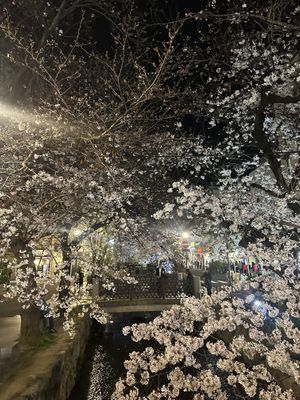 sakura outside the restaurant   at Vegan Izakaya NIJIYA 虹屋 in Kyoto