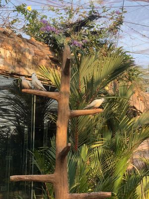 Lovely Place  at Butterfly Paradise  in Siem Reap