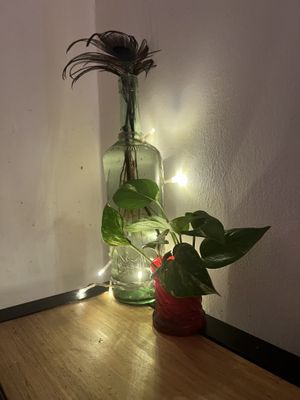   at Herbívora in Oaxaca