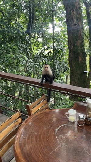 Monkey  at El Wagon in Manuel Antonio