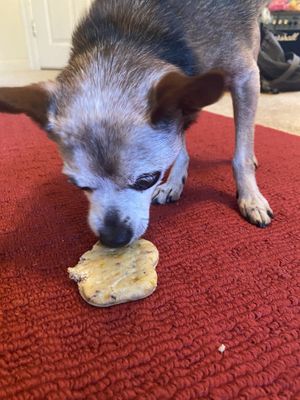 Fur Pal Devouring Blueberry Carrot Treat   at Downtown Farmers' Market in San Leandro