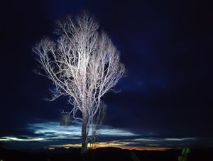 same tree before sunrise at Terra Tree House in Brinchang