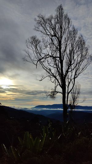 photo of tree and sunrise at Terra Tree House in Brinchang