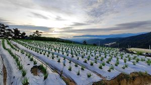 sunrise and veggie farm at Terra Tree House in Brinchang