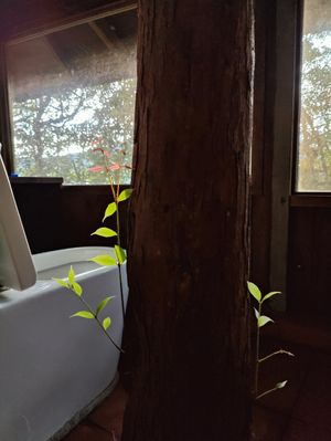 tree in the toilet.  at Terra Tree House in Brinchang