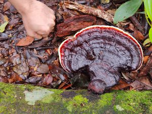 bracket fungus.. several times bigger than the fist.  at Terra Tree House in Brinchang