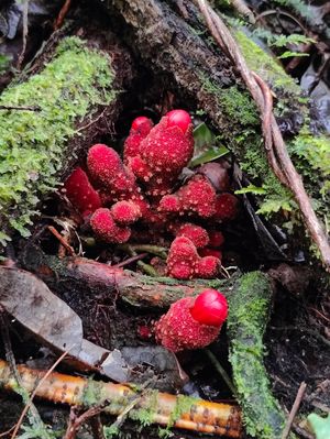 plants in the tropical forest at Terra Tree House in Brinchang