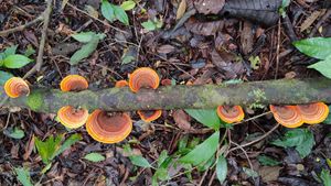 colourful fungi in the forest  at Terra Tree House in Brinchang